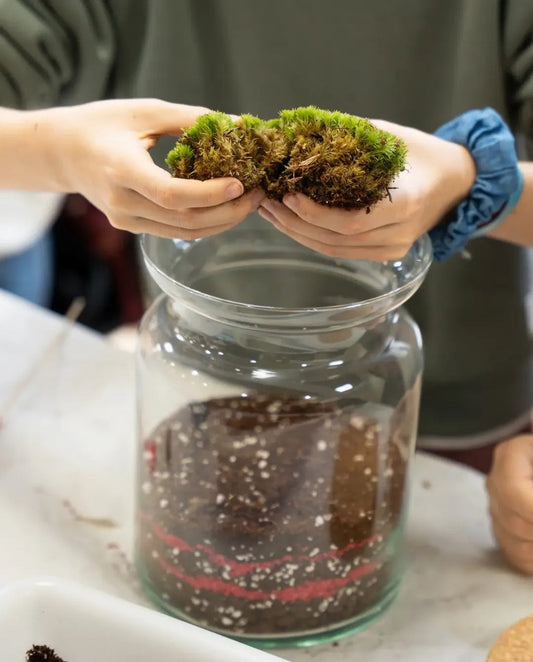 Talleres de Terrarios – Crea tu Mini Jardín en Casa