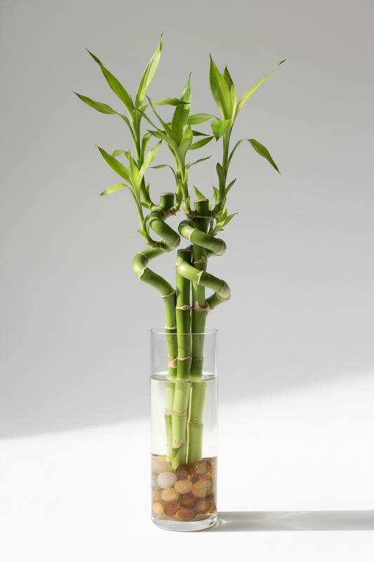 Plantas que atraen buena energía: guía de plantas según el feng shui
