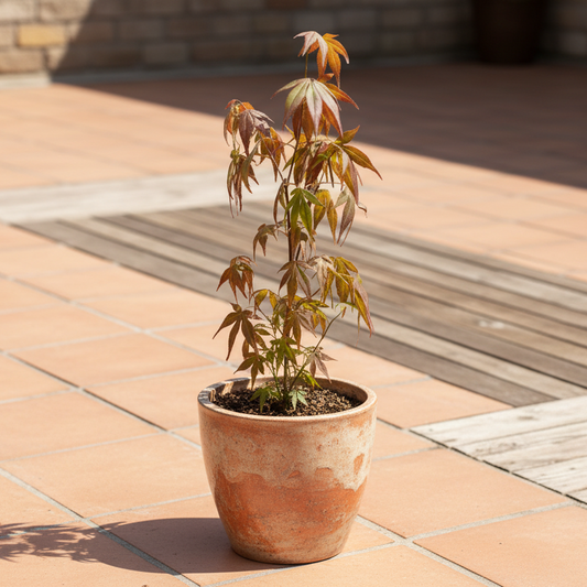 Acer palmatum: cuidados, características y cómo mantener el arce japonés perfecto