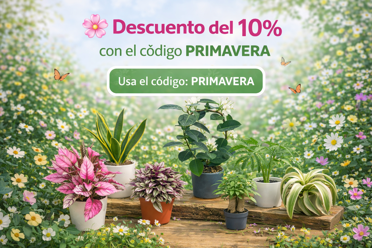 Primavera Salvaje – Plantas y Macetas con Encanto
