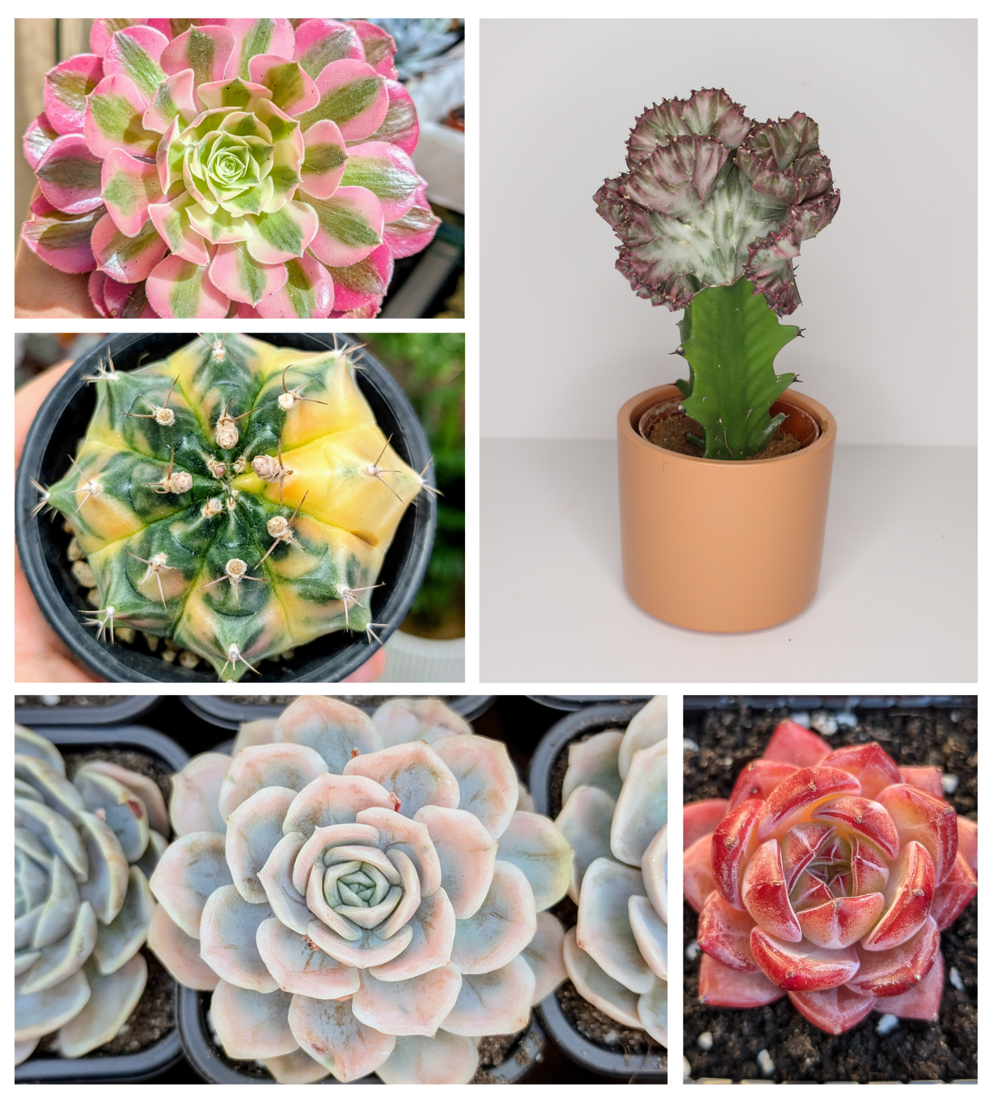Cactus y suculentas