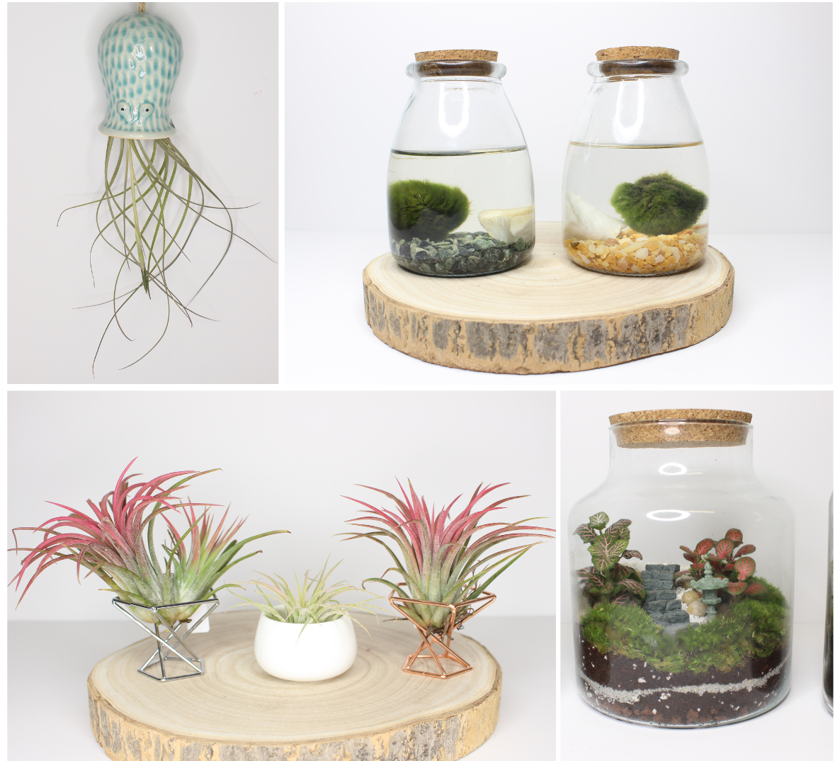 Terrarios y Tillandsias
