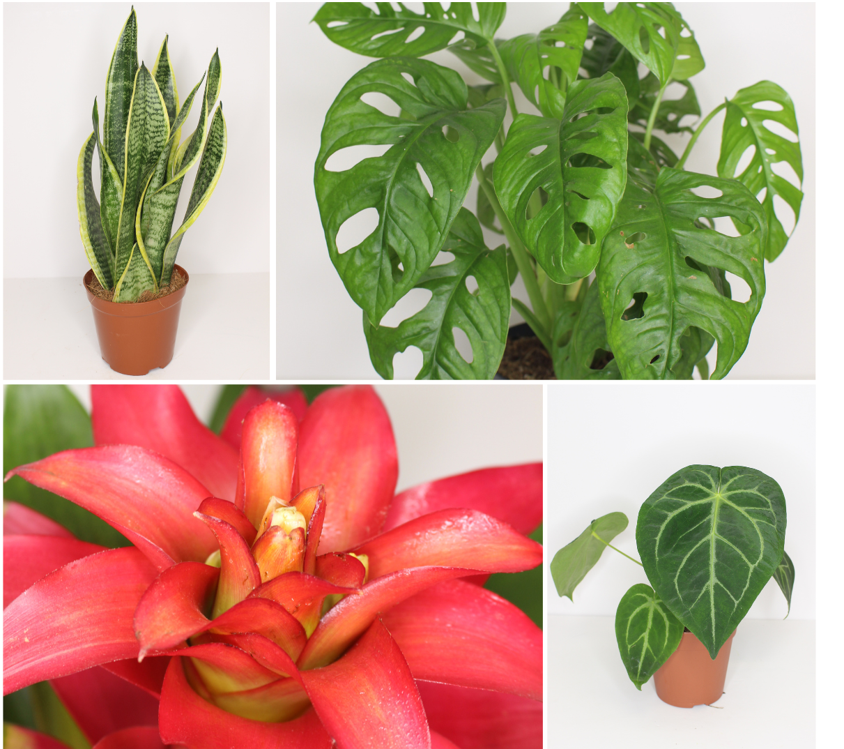 Plantas de interior