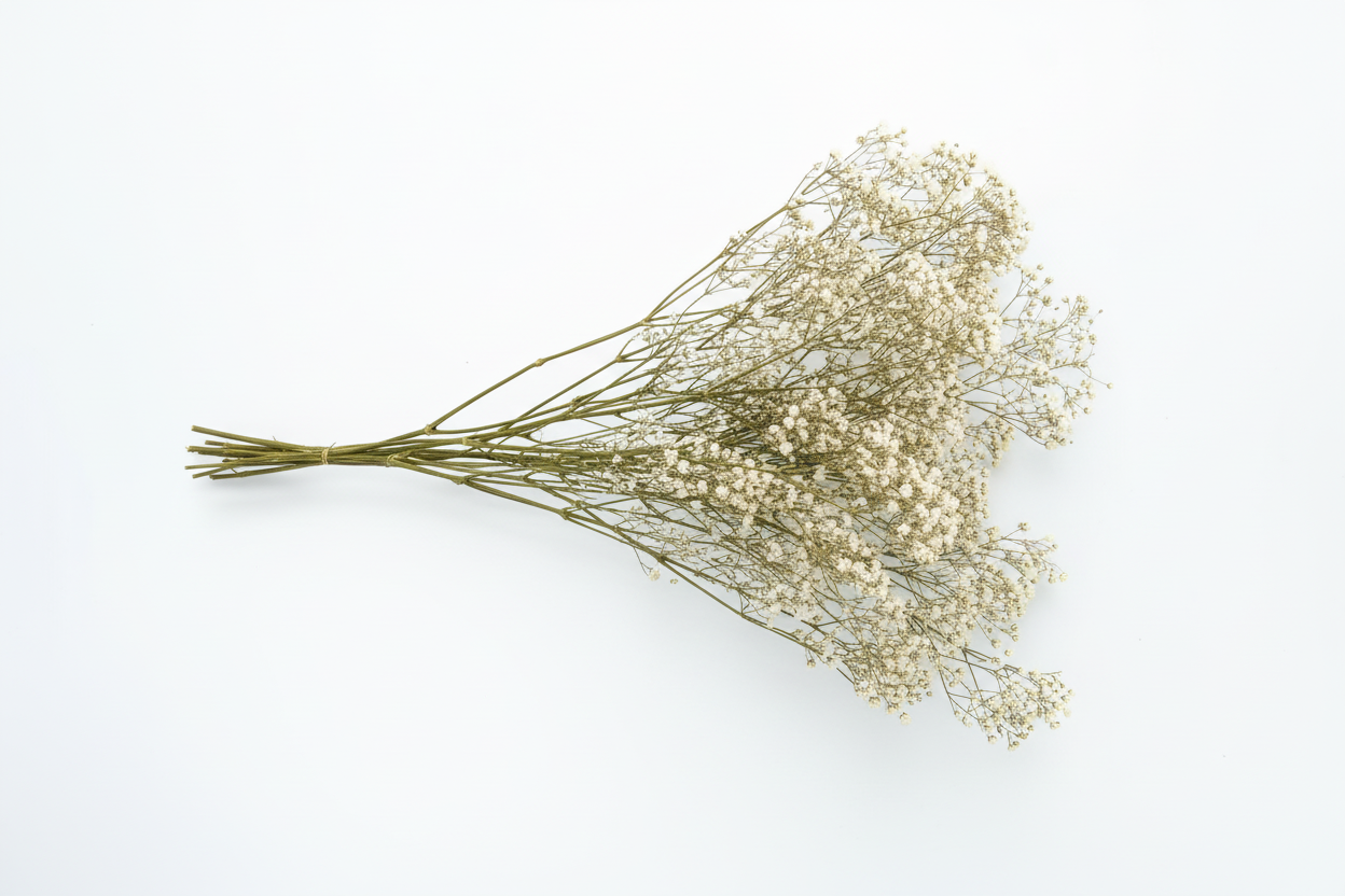 paniculata-flor-blanca