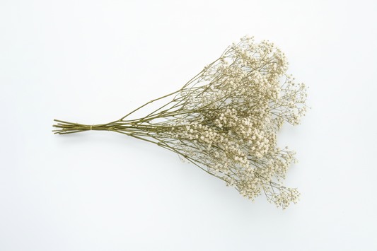 paniculata-flor-blanca