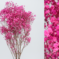 Paniculata Fucsia Preservada