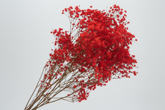 paniculata preservada flor