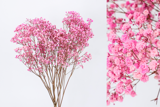 Paniculata Rosa Preservada