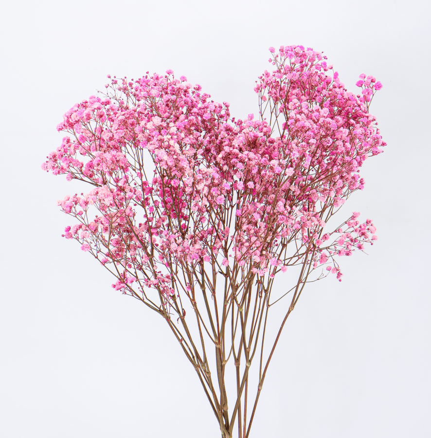 flor-preservada-paniculata