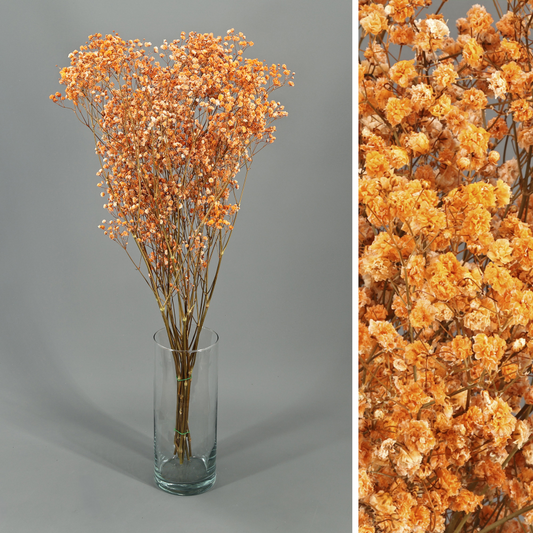 Paniculata Naranja Preservada