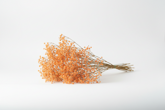 paniculata-flor-naranja