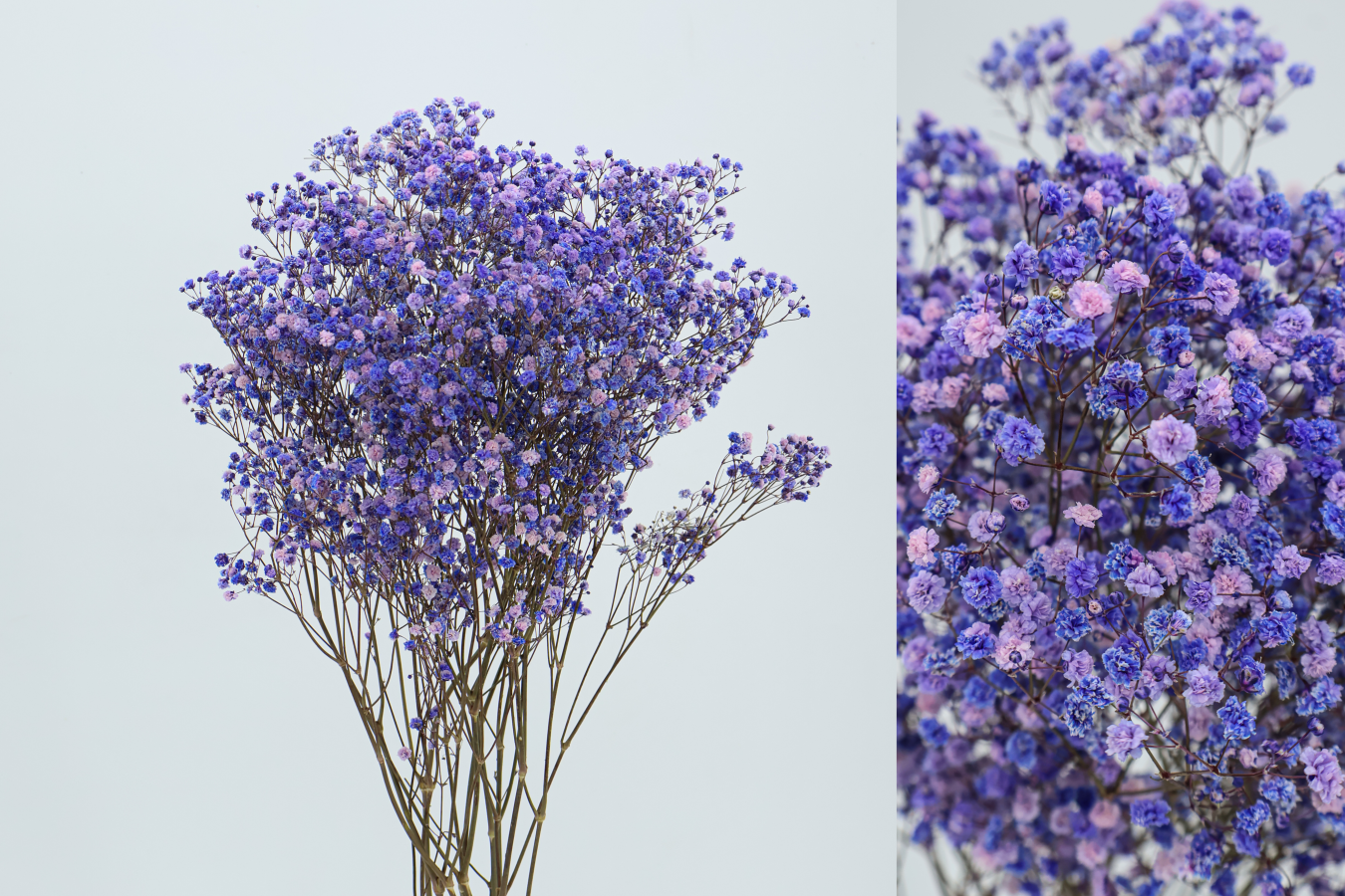 Paniculata Morada Preservada