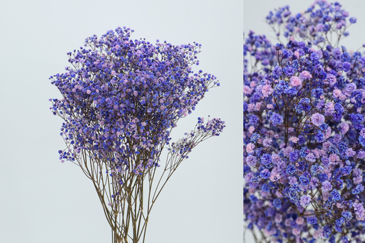 Paniculata Morada Preservada