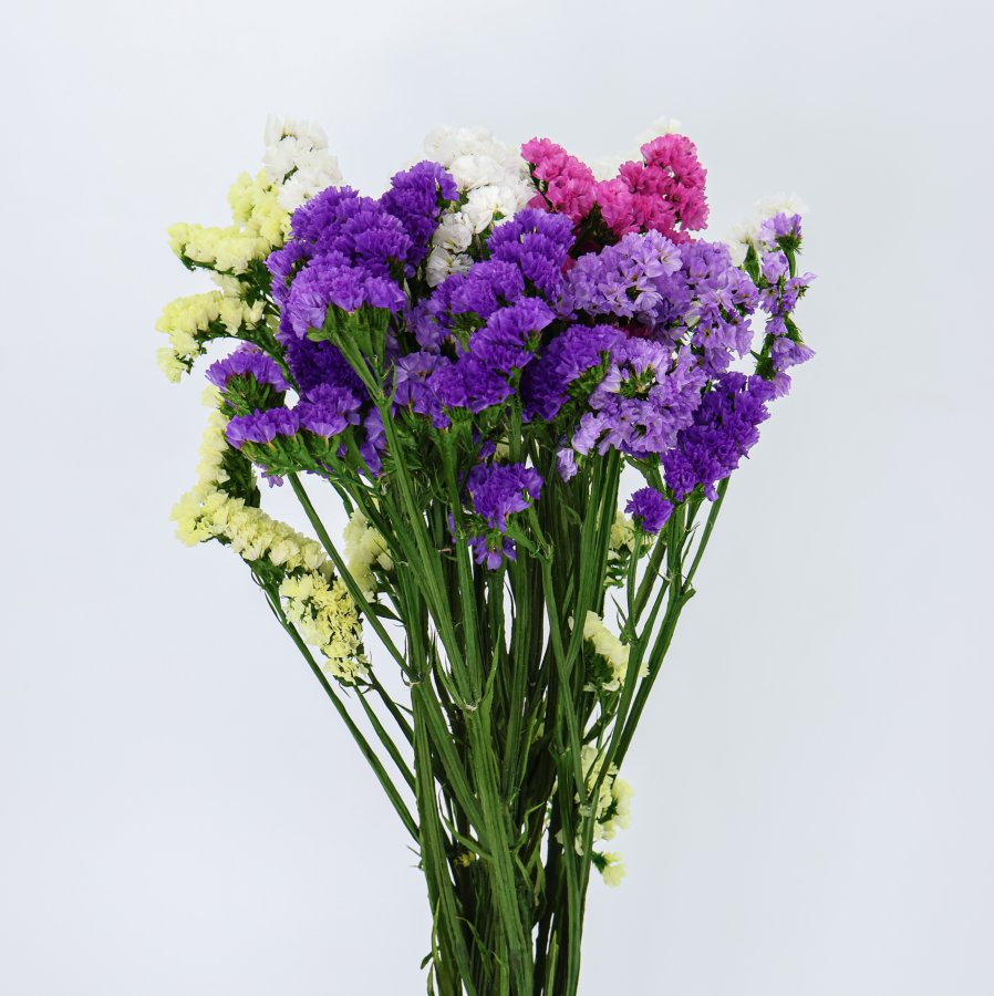 flor-preservada-statice