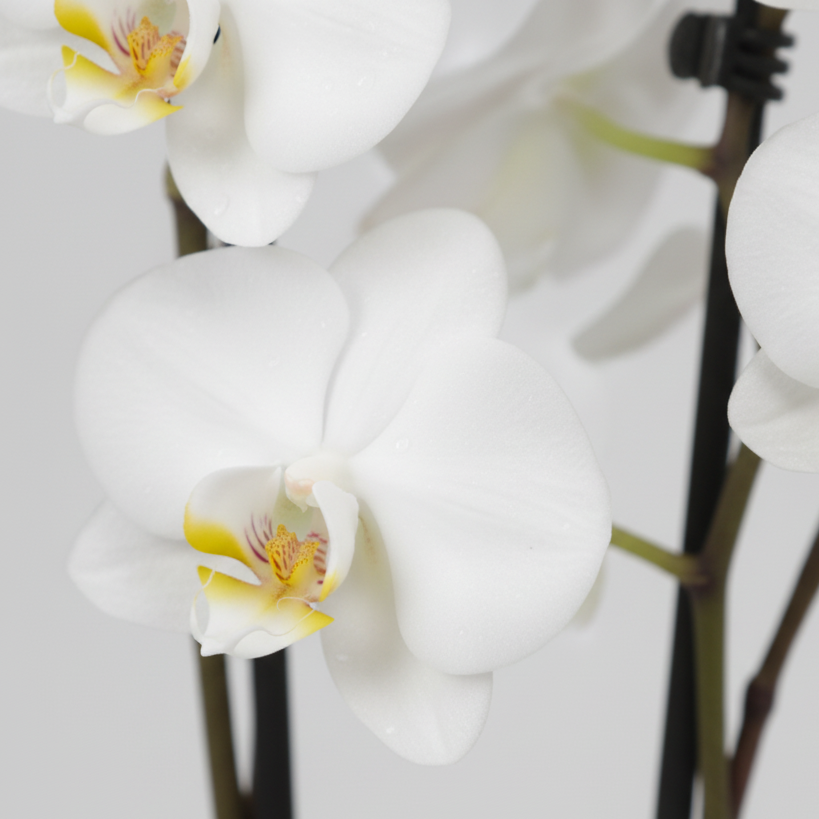 Orquídea Phalaenopsis 2 varas con flores