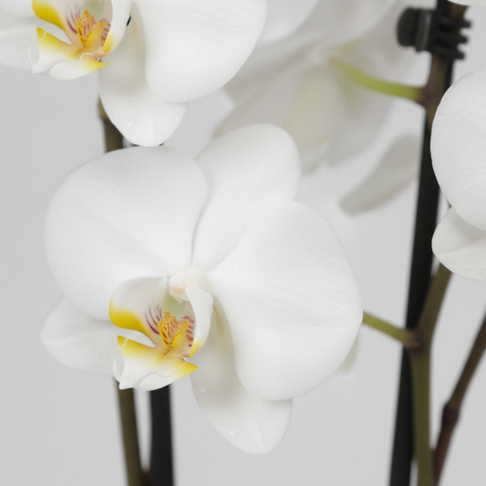 Orquídea Phalaenopsis 2 varas con flores