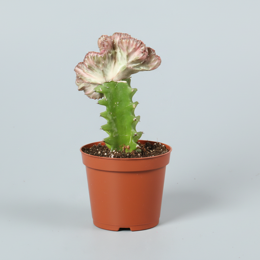 Euphorbia lactea cristata planta decorativa interior