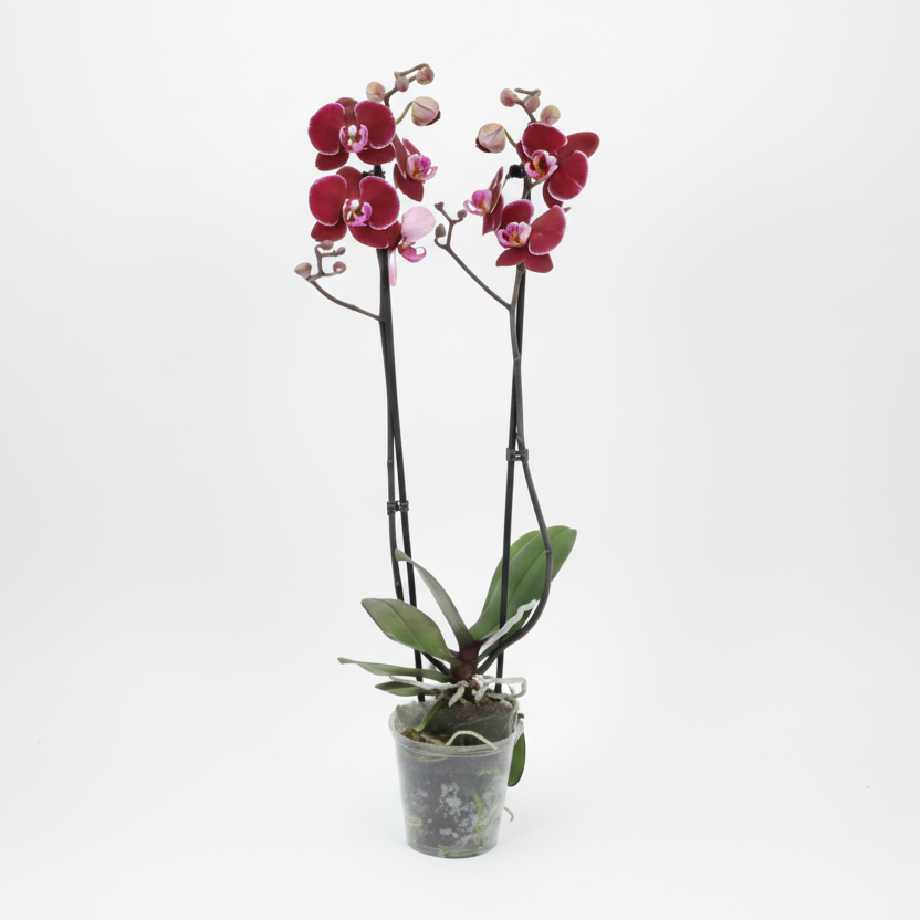 Orquídea Phalaenopsis 2 varas con flores granate
