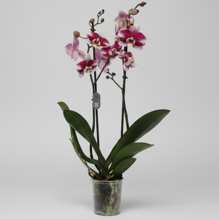 Orquídea Phalaenopsis 2 varas con flores blancas y granate