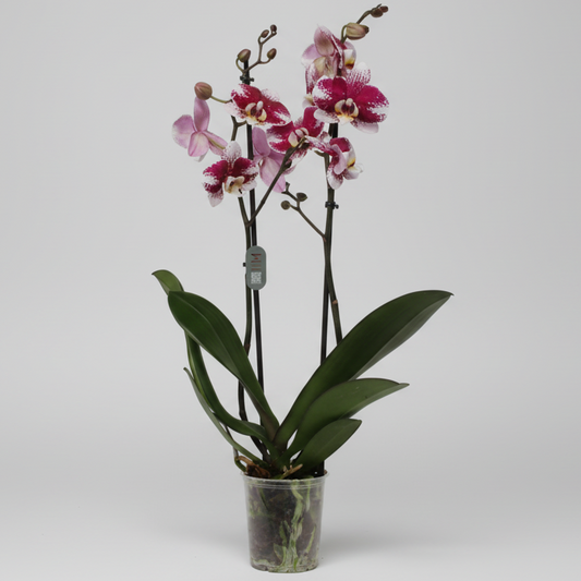 Orquídea Phalaenopsis 2 varas con flores blancas y granate