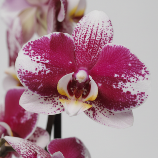Orquídea Phalaenopsis blanco/granate para decoración de hogar