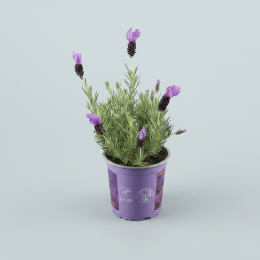 Lavanda