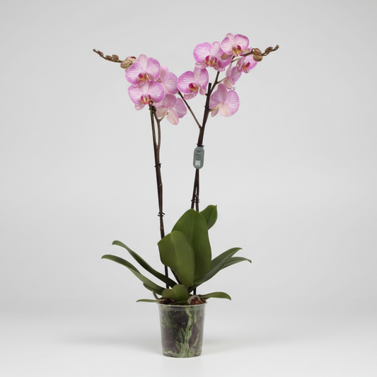 Orquídea Phalaenopsis 2 varas con flores rosa y blanca