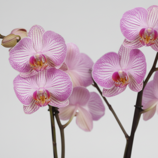 Orquídea Phalaenopsis rosa/blanca para decoración de hogar