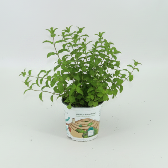 Menta