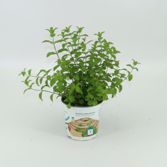 Menta