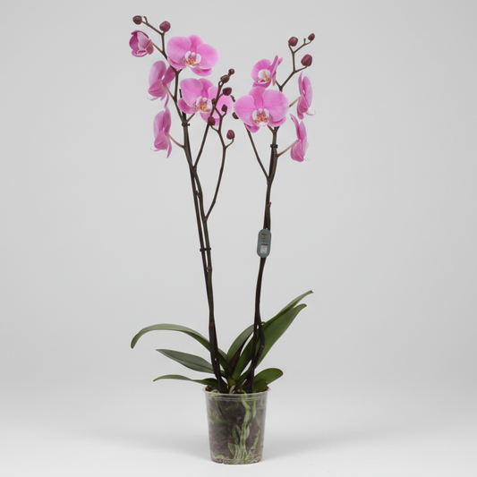 Planta de interior orquídea Phalaenopsis rosa 2 varas elegante