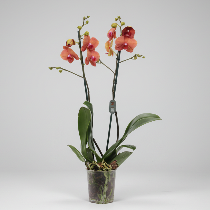 Orquídea Phalaenopsis 2 varas con flores naranja