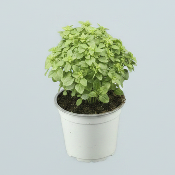 Albahaca Italiana (Ocimum basilicum)