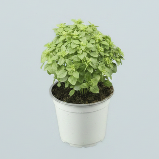 Albahaca Italiana (Ocimum basilicum)