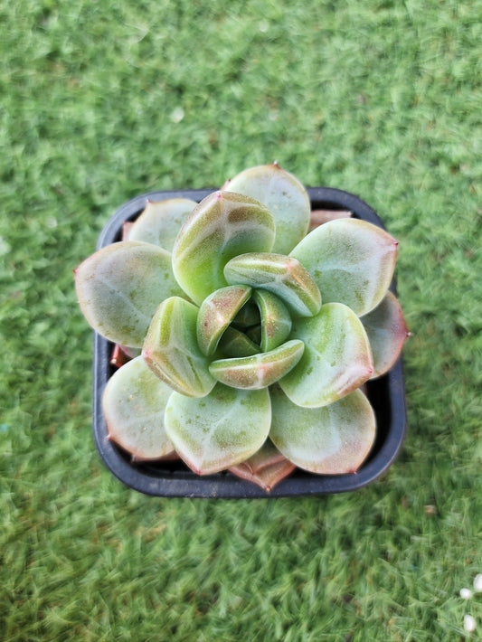 Echeveria Champagne (Corea)