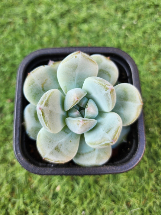Echeveria Snow Lotus (Corea)