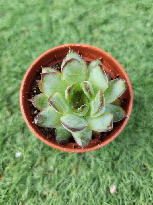 Echeveria Lingzhu (Corea)