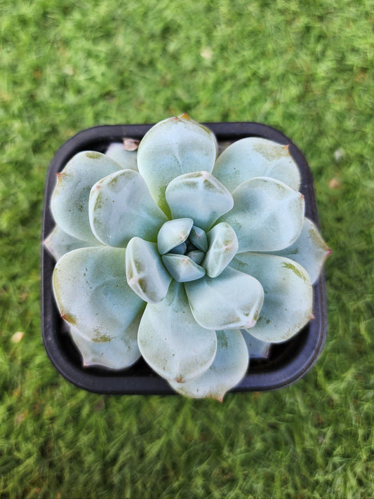 Echeveria Orange Monroe (Corea)