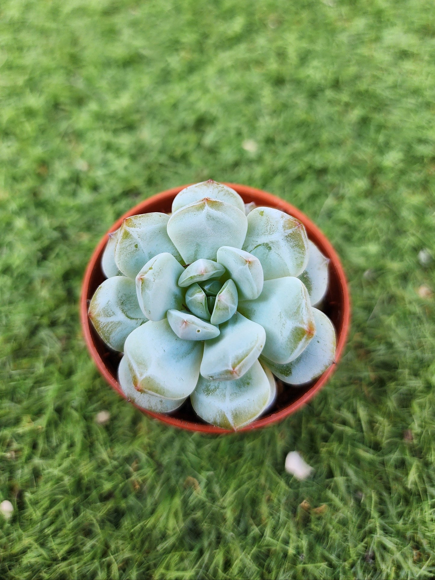 Echeveria Star Orange (Corea)