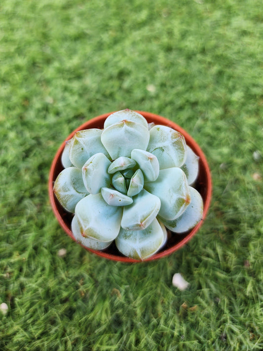 Echeveria Star Orange (Corea)