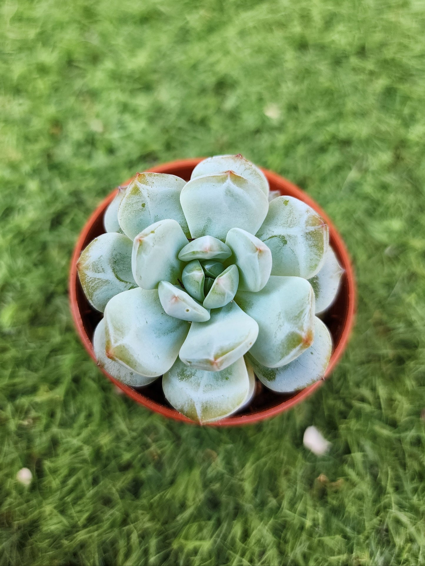 Echeveria Star Orange (Corea)
