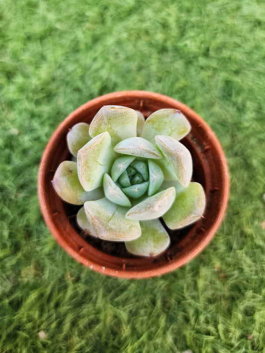 Echeveria Amazing Grace (Corea)