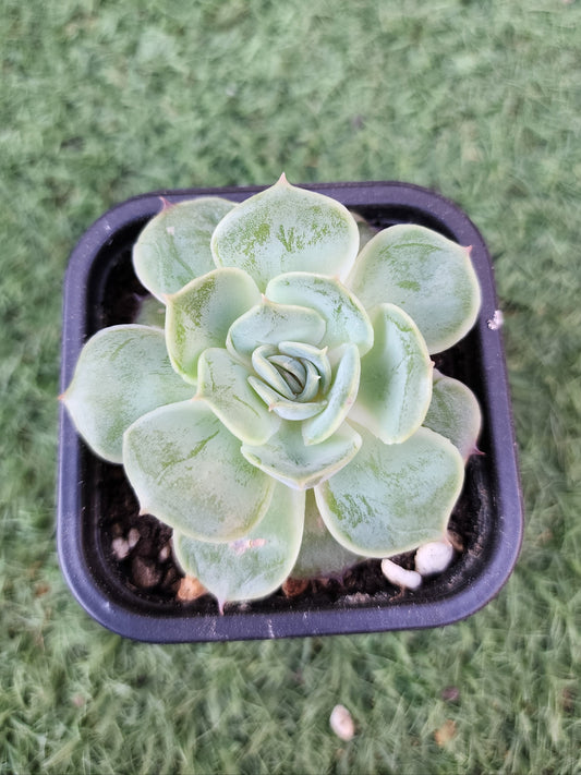 Echeveria Onslow (Corea)