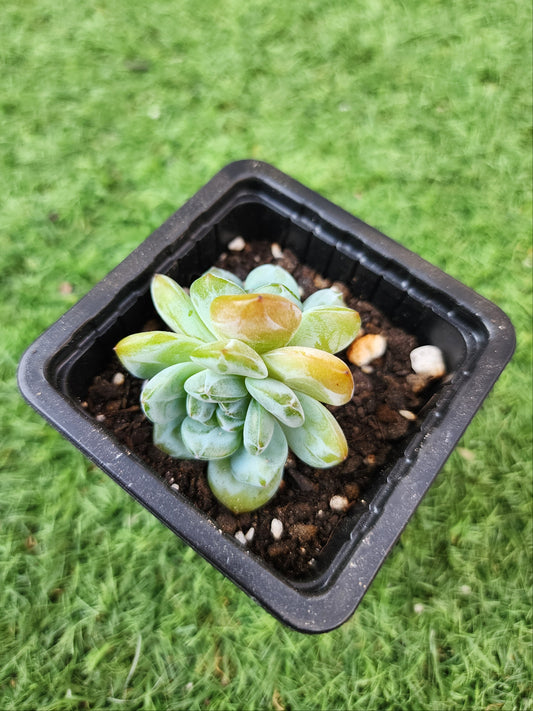 Echeveria Celebrity (Corea)