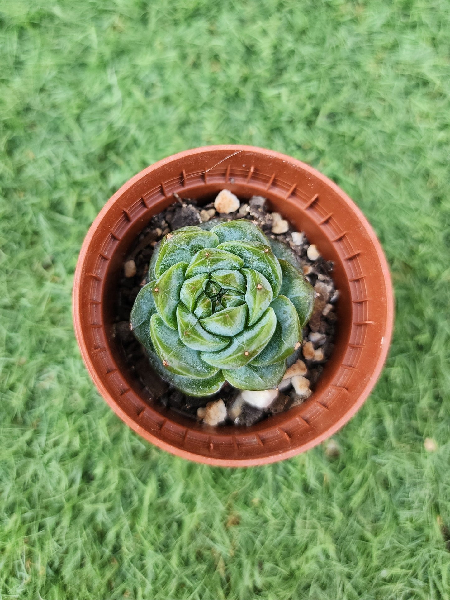Echeveria Daiquiri (Corea)