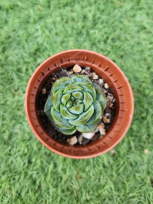 Echeveria Daiquiri (Corea)