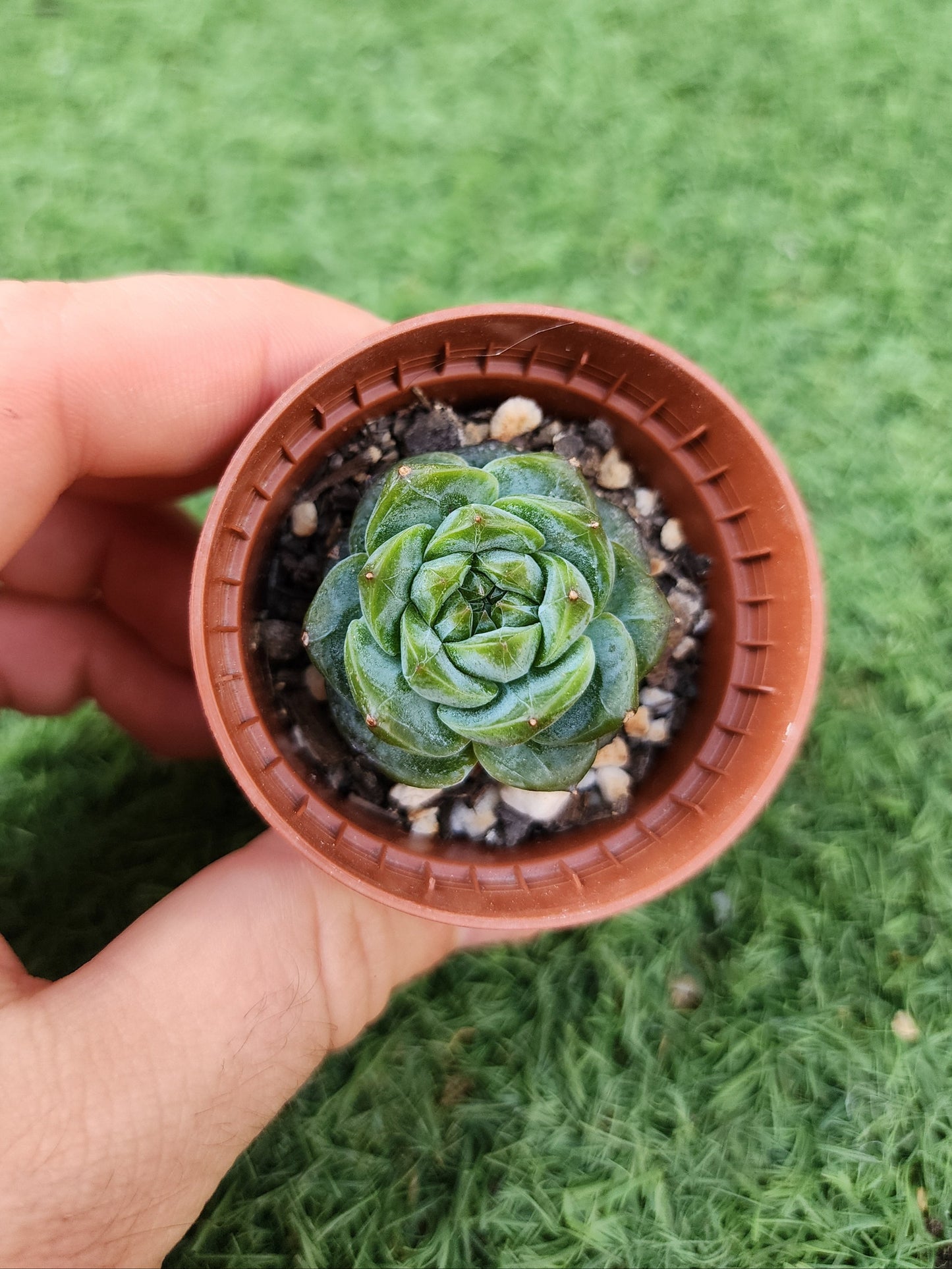 Echeveria Daiquiri (Corea)