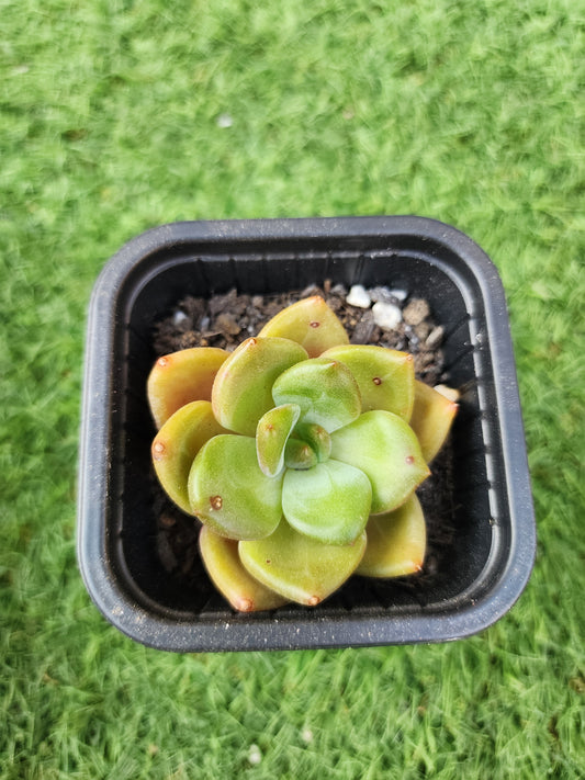 Echeveria Brandy (Corea)