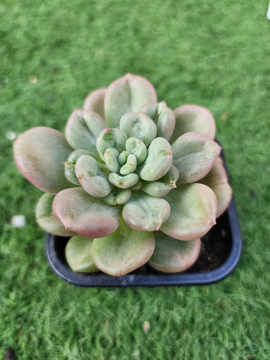 Echeveria Bill Gates (Corea)