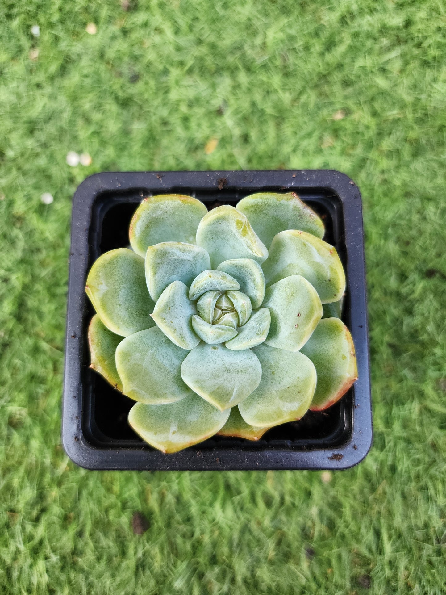 Echeveria Star Jennie (Corea)